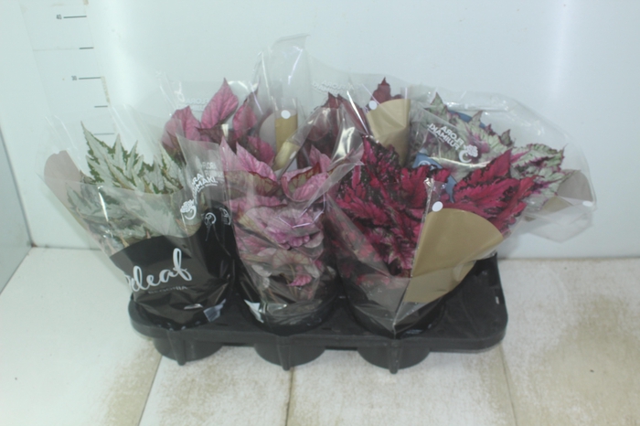<h4>BEGONIA BELEAF P15 PO</h4>