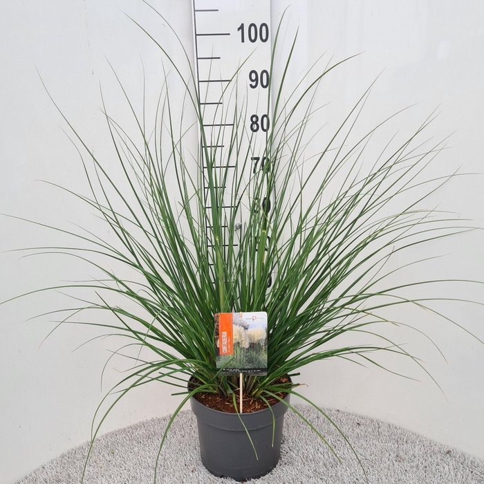 <h4>Cortaderia Sel. Pumila P26</h4>