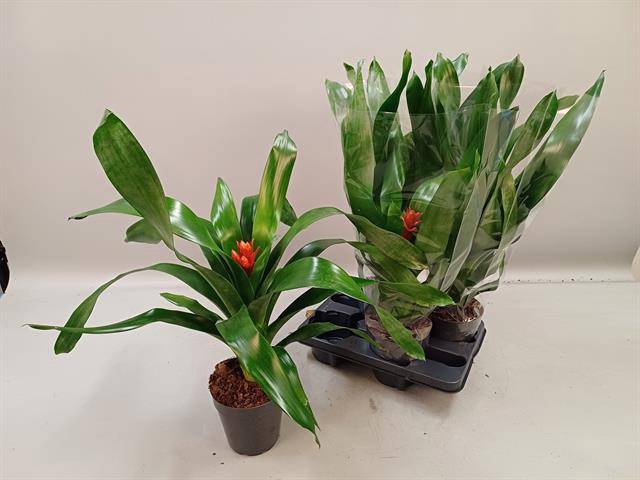 <h4>Aechmea Rozanne Elegant Red</h4>
