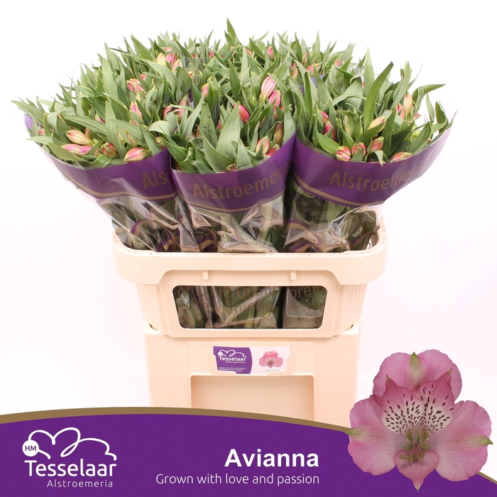 <h4>Alstroemeria avianna</h4>