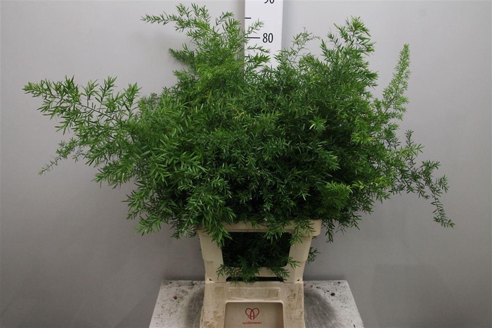 <h4>Asp Dens Cwebe</h4>