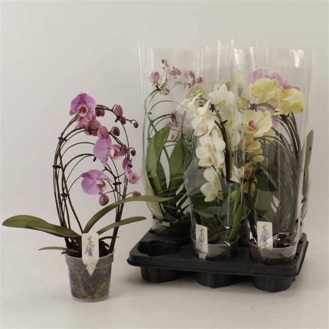 <h4>PHAL OV</h4>