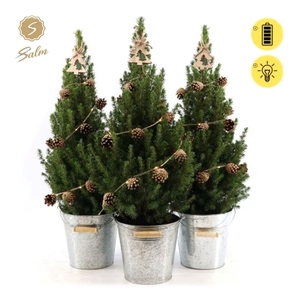 Picea gl. 'December'® P19 in Zinc Old-Look + Pine-Cone Light + Tree on Loop