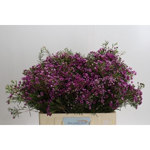 Chamelaucium Jupiter