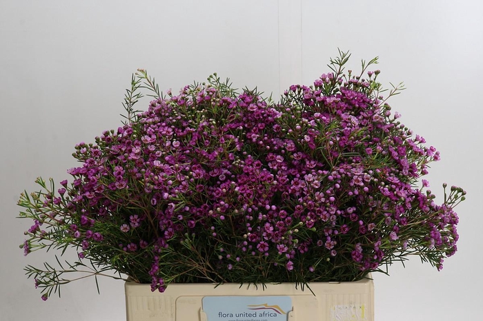 <h4>Chamelaucium Jupiter</h4>