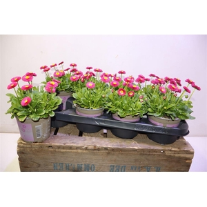 Bellis P Kl Bel Red