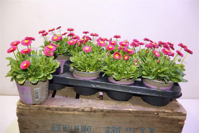 <h4>Bellis P Kl Bel Red</h4>