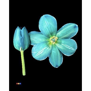 Tulp Ocean Green