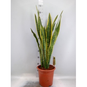 Sansevieria trifa. 'Laurentii'
