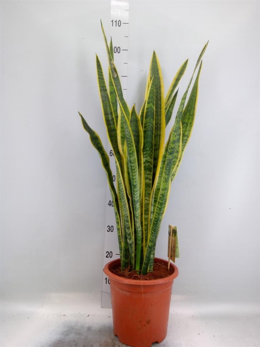 <h4>Sansevieria trifa. 'Laurentii'</h4>
