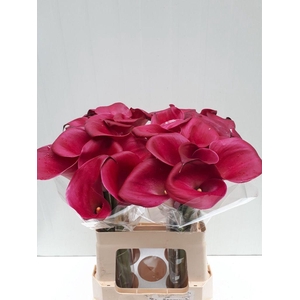 Zantedeschia sumatra