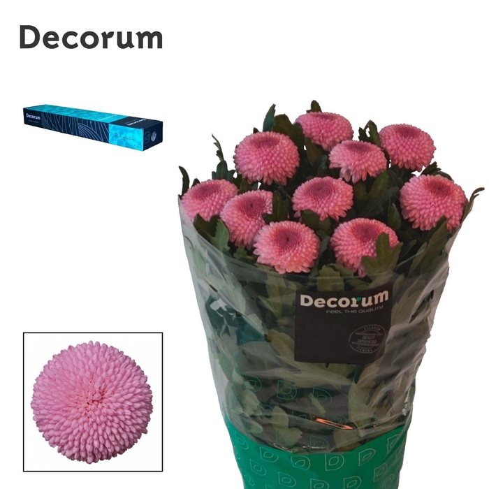 Chrysanthemum Indicum Grp geplozen Momoko