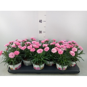 Dianthus  'I Love U'