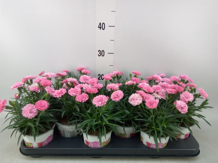 <h4>Dianthus  'I Love U'</h4>