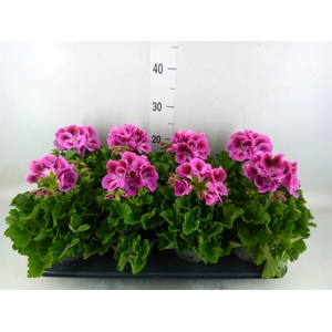 Pelargonium gran.   ..