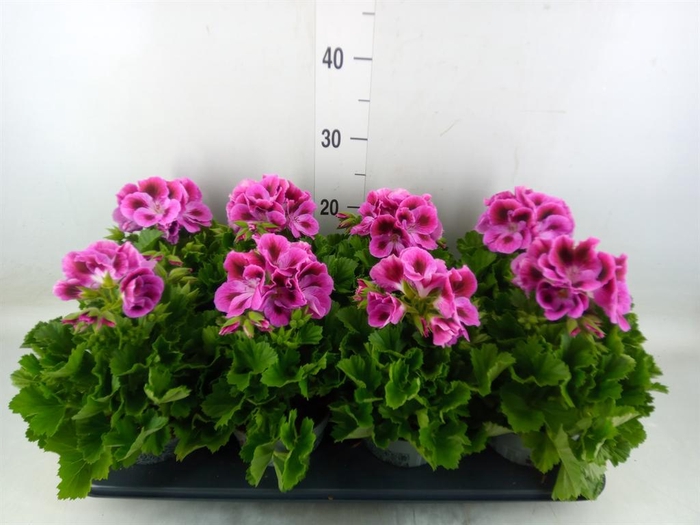 <h4>Pelargonium gran.   ..</h4>