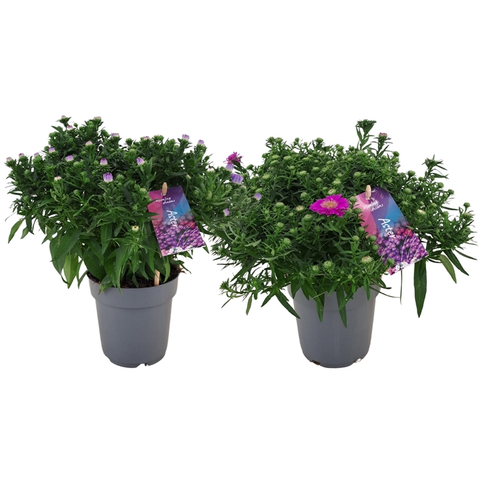 <h4>Aster dumosus Alpha MIX p12</h4>