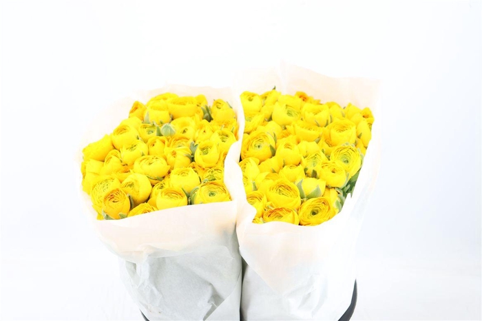 <h4>Ran Elegance Yellow</h4>