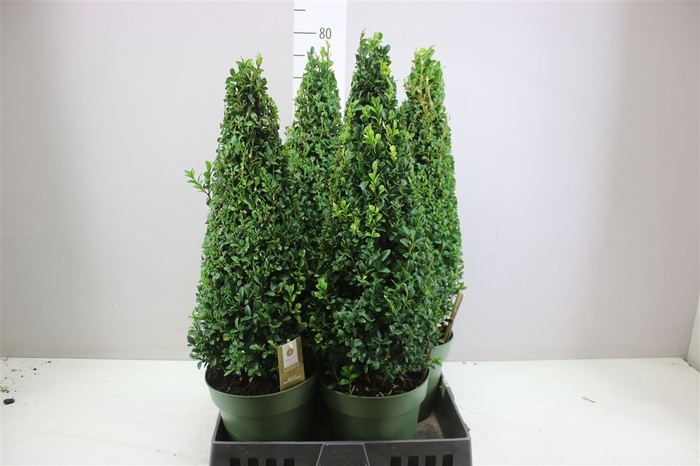 <h4>Buxus Semp Piramide</h4>