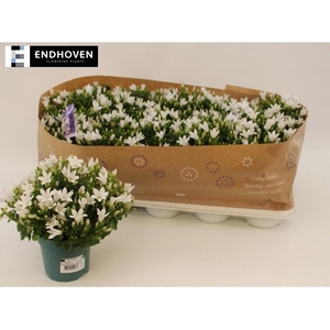 CAMP PORTENSCHLAGIAN