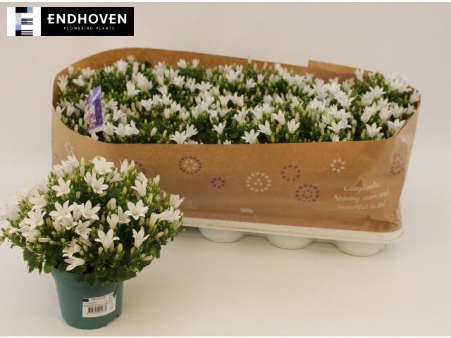 <h4>CAMP PORTENSCHLAGIAN</h4>