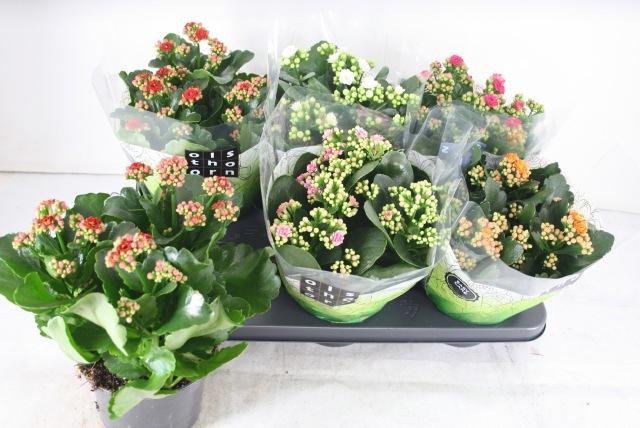 <h4>Kal Ge Gem 5 Kl</h4>