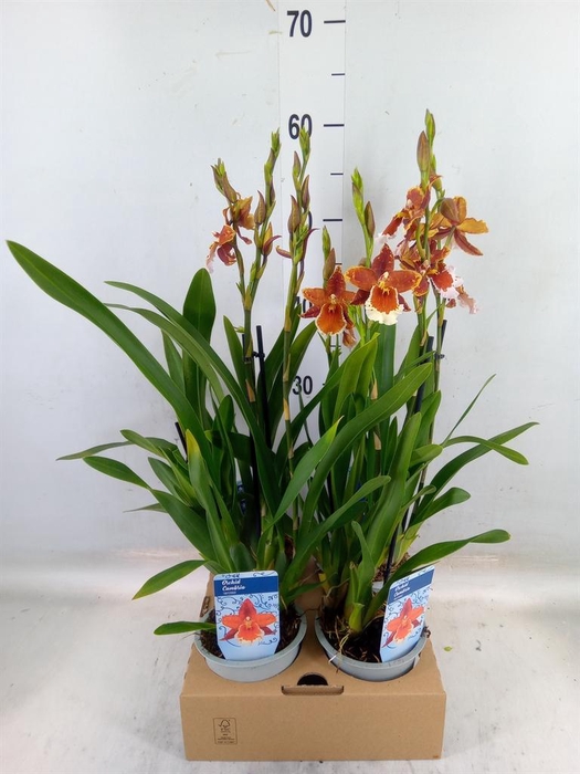 <h4>xColmanara   ...</h4>