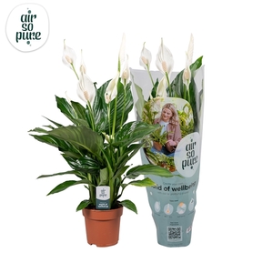 Spathiphyllum 13 cm Sweet Ricardo Air So Pure hoes + steker