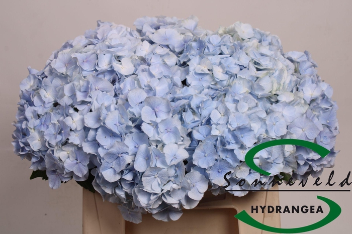 <h4>HYDR M CH VERENA BL</h4>