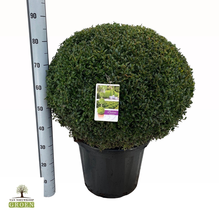 <h4>Buxus sempervirens Platte Bol 70</h4>
