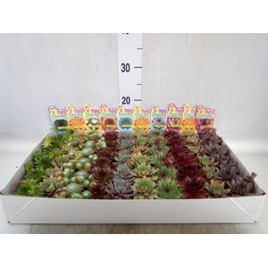 Sempervivum  'Chick Charms'   ..mix