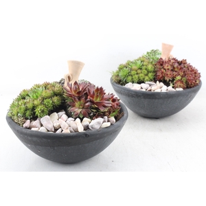 arr4 Semp PL - Ker. schaaltje zwart x2