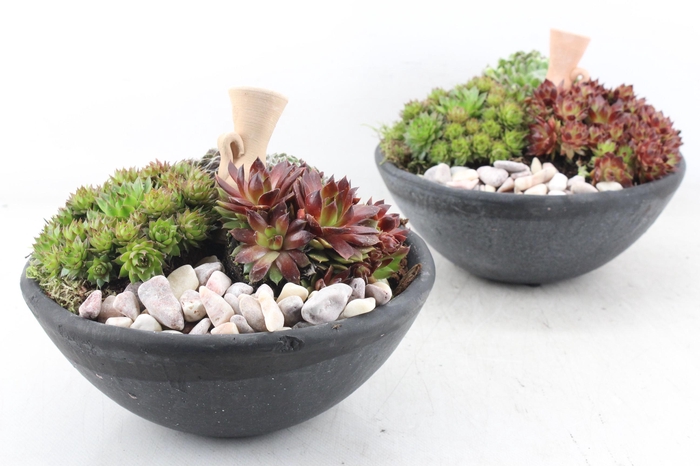 <h4>arr4 Semp PL - Ker. schaaltje zwart x2</h4>