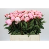 Paeonia Sarah Bernhardt