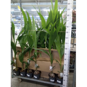 Cocos nucifera