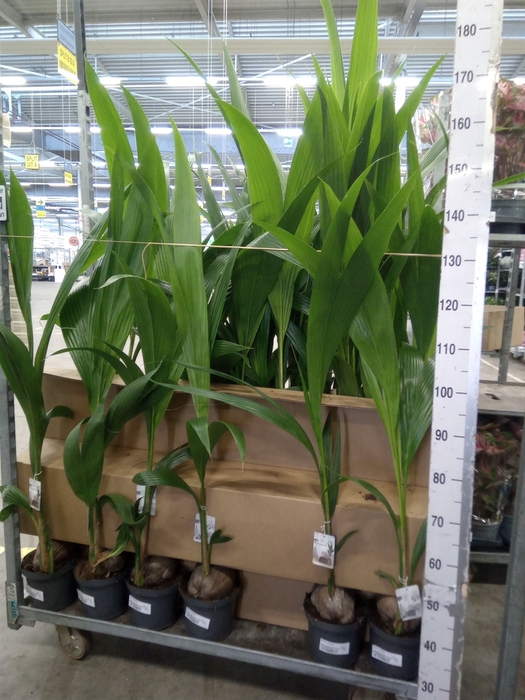<h4>Cocos nucifera</h4>