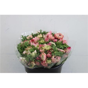 ANEM LEVANTE ROSE 35CM