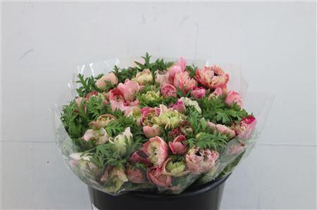 <h4>ANEM LEVANTE ROSE 35CM</h4>