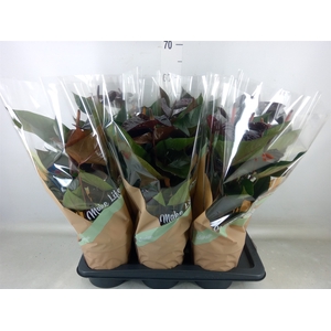 Anthurium andr. 'Beauty Black'