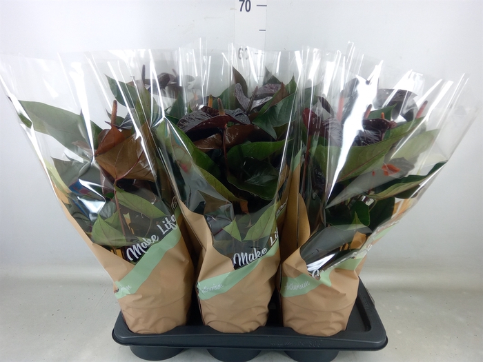 <h4>Anthurium andr. 'Beauty Black'</h4>