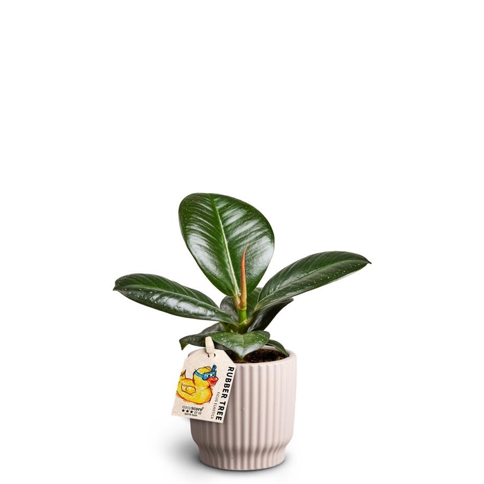 <h4>FICUS ELASTICA</h4>