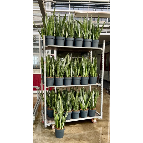 <h4>Sansevieria zeylanica</h4>