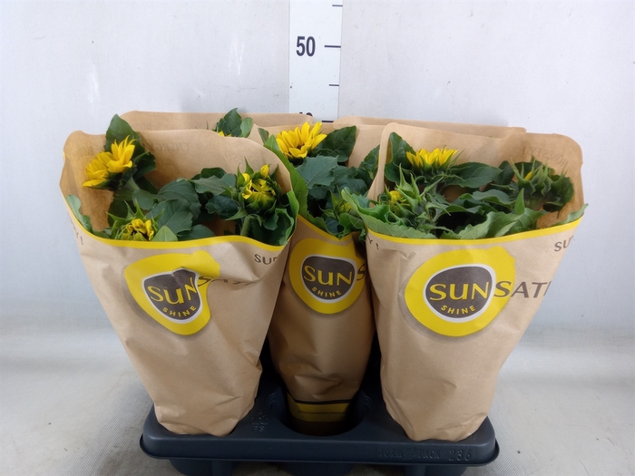 <h4>Helianthus an. 'Sunsation'</h4>
