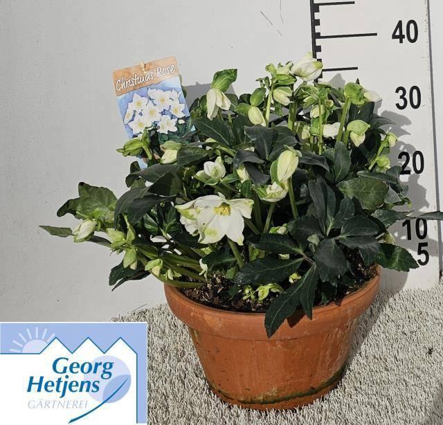 <h4>HELL NI HGC JASPER</h4>