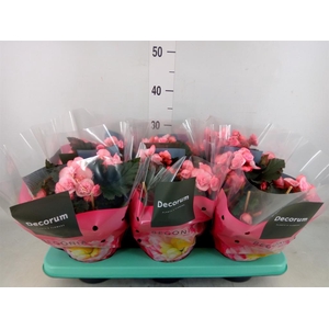 Begonia elat. DU 'Move2Joy Pink'