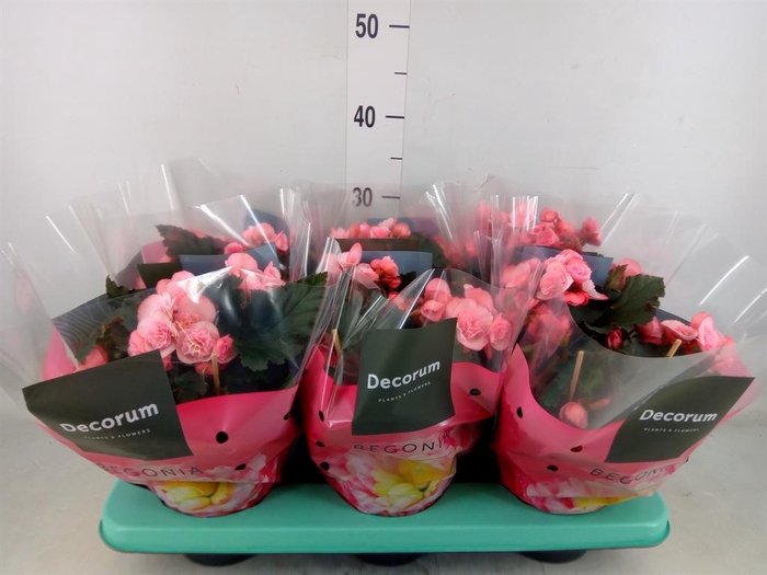 <h4>Begonia elat. DU 'Move2Joy Pink'</h4>