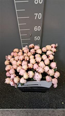 <h4>Paeo L Reine Hortens 50 Cm Rosa</h4>