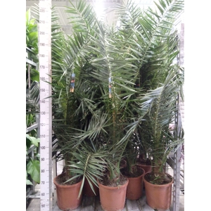 Phoenix canariensis