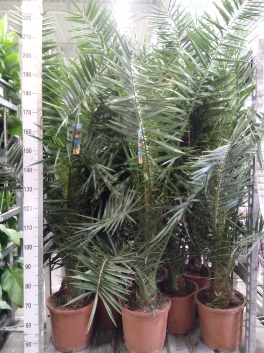 <h4>Phoenix canariensis</h4>