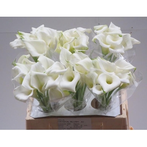 Calla Crystal Blush
